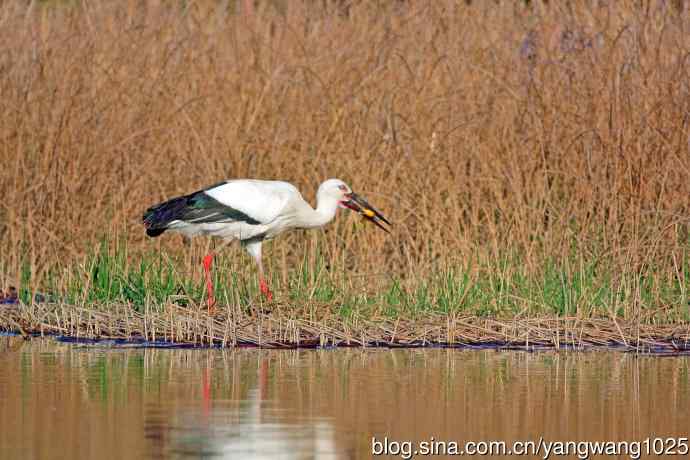 东方白鹳（11）