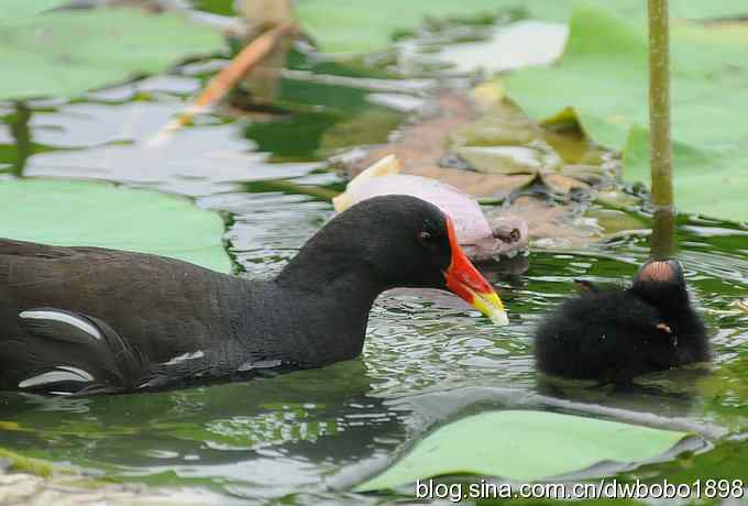 黑水鸡育雏 黑水鸡育雏