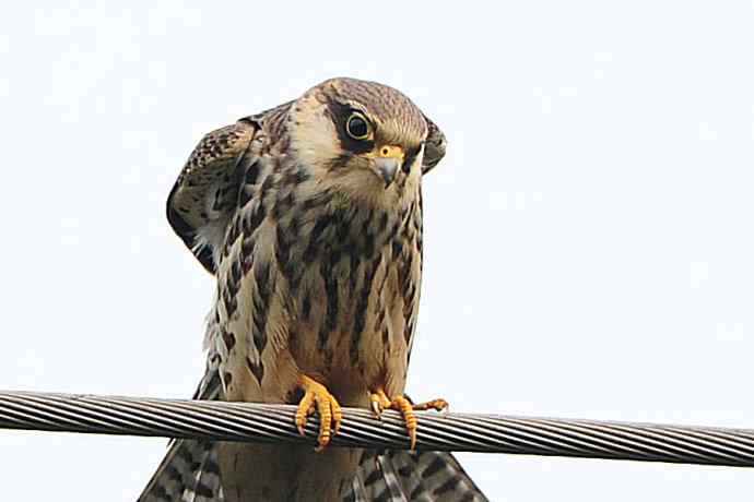 偶遇电线版黄爪隼（附议）