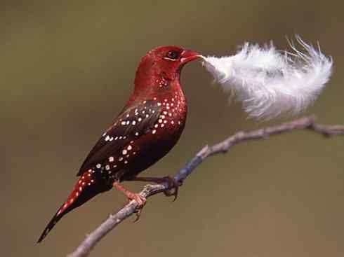 极品红色鸟类：红梅花雀