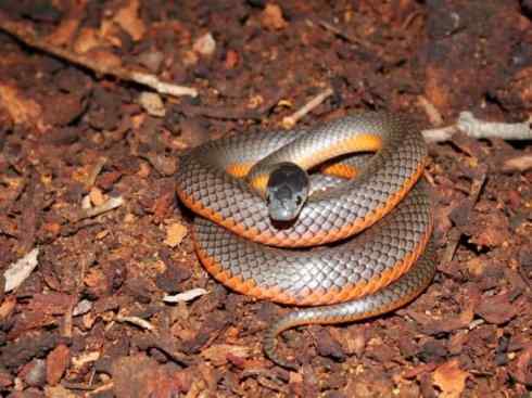 龙：传说的兽原型探秘（澳洲眼睛蛇类）