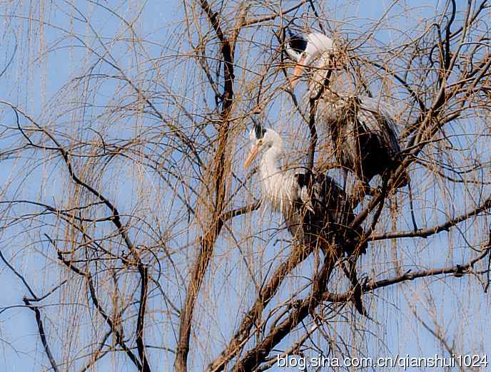 苍鹭.枝条后面一对对