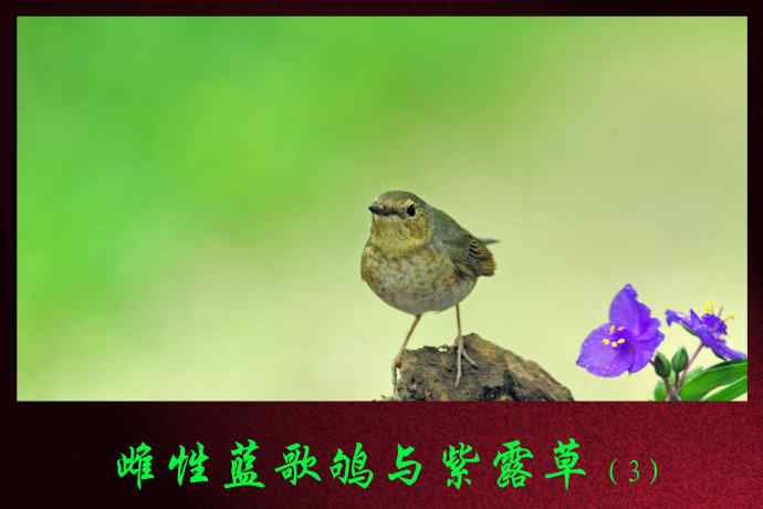 雌性蓝歌鸲与紫露草（3）