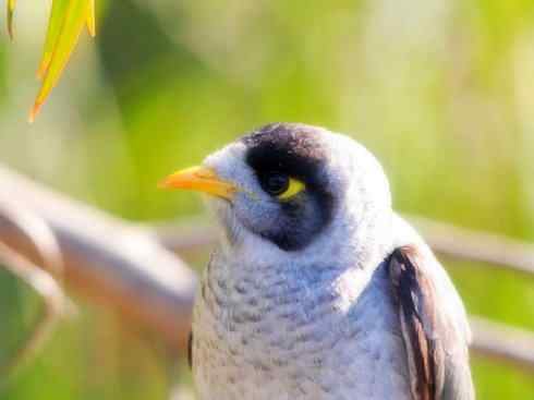 雀鸟也彪悍：鸟中恶霸（黑头矿鸟）