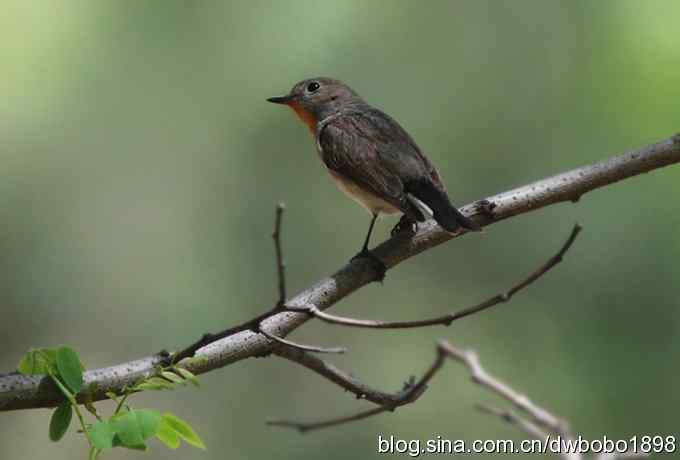 朱雀和北宫的鸟
