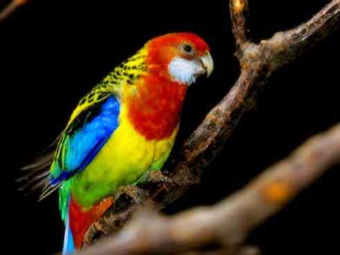 家禽驯化之源之七