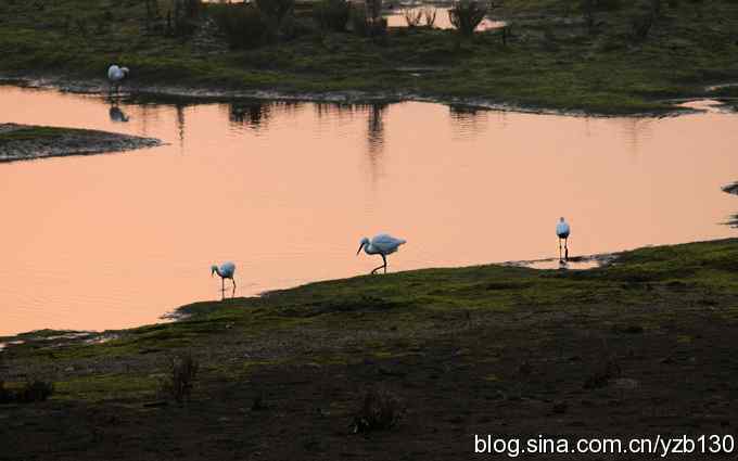 湿地的早晨（组图）