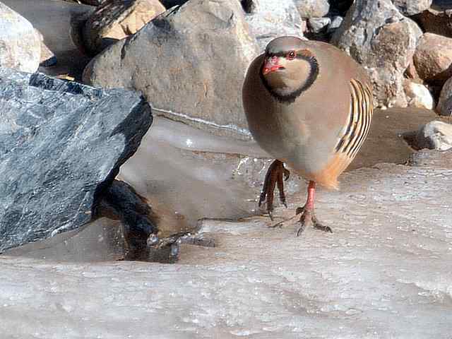 石鸡 wbr. wbr时机