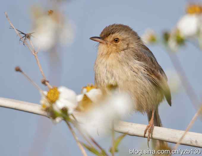 跳跃于菜花间的小精灵——褐头鹪莺（组图）