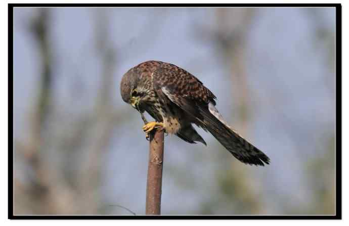 红隼享用甜点 红隼享用甜点