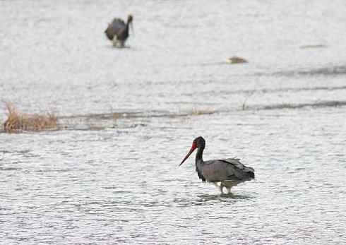 五百分之八的黑鹳