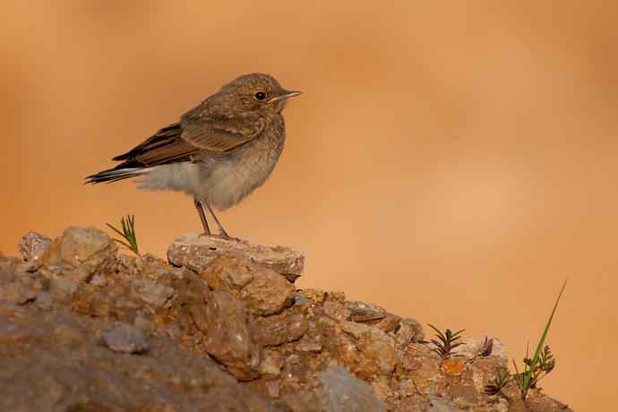 【新鸟】坝上鸟.白顶鵖
