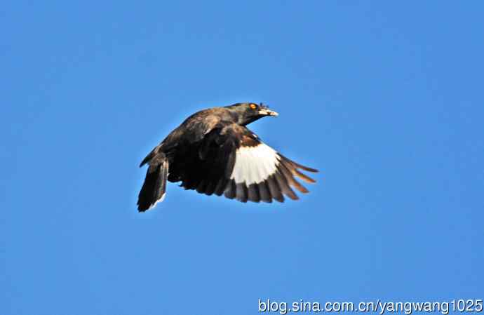 捕捉飞虫的八哥（记实）续3