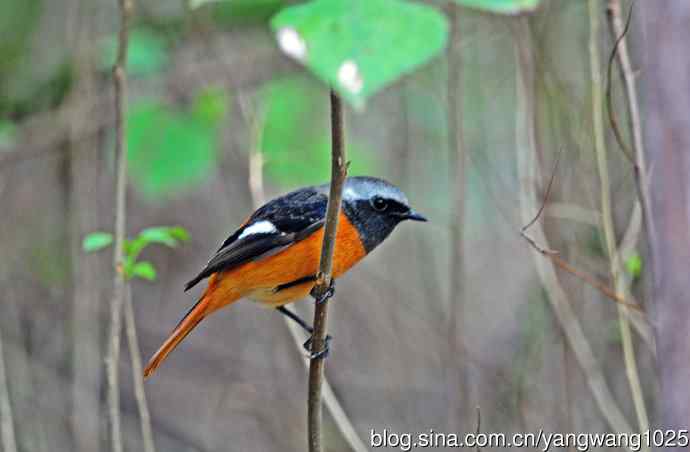 雄性北红尾鸲（16）