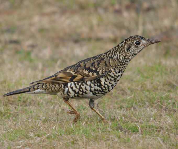 深圳拍鸟新纪录(4)鈥斺敾叩仞矗ㄗ橥迹 深圳拍鸟新纪录(4)鈥斺敾叩仞矗ㄗ橥迹