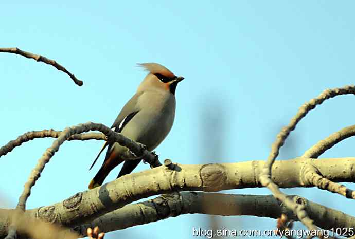 太平盛世赏太平