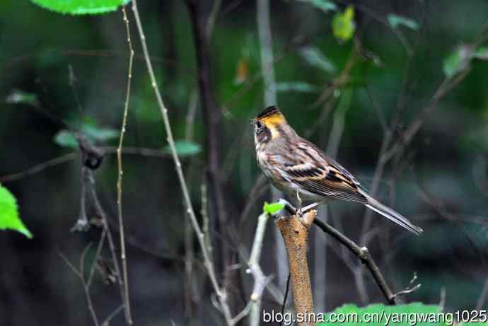 雌性黄喉鹀（1）