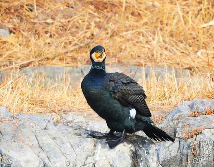 自我陶醉的鸬鹚 自我陶醉的鸬鹚