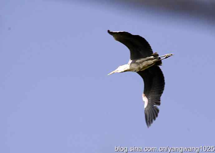 苍鹭 wbr3 苍鹭 wbr3