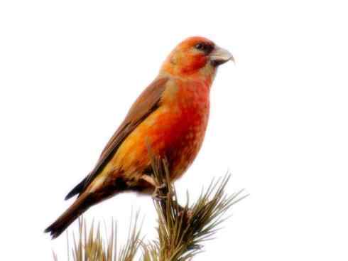 猎奇：奇特的鸟喙之四