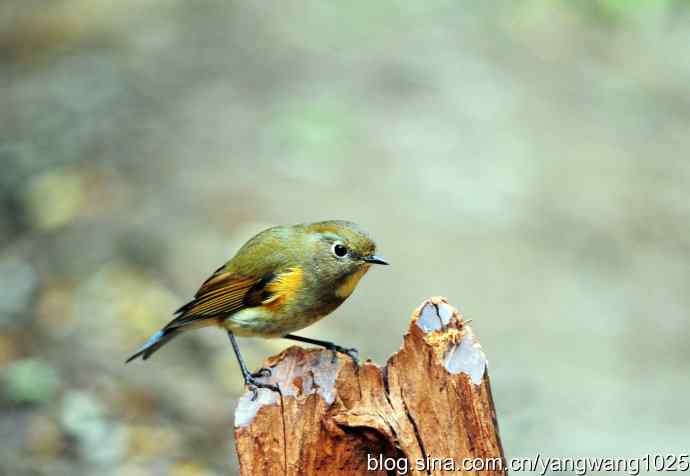 雌性红胁蓝尾鸲(4) 雌性红胁蓝尾鸲(4)