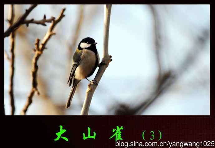 大山雀（3）