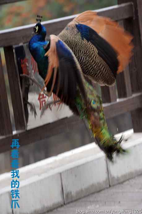 北京动物园的鸟类——照镜子