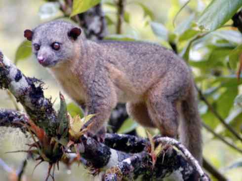 十大喜食蜂蜜动物：蜜熊
