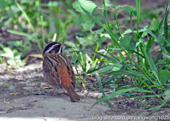 北京天坛公园的鸟类——白眉鹀