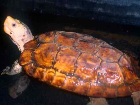 玄武：传说的兽原型探秘（潮龟）