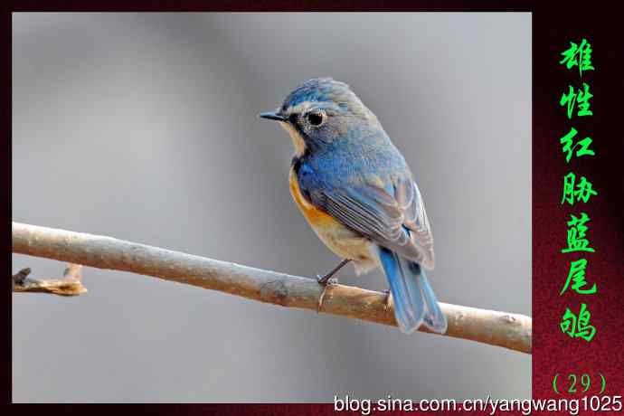 雄性红胁蓝尾鸲（29）