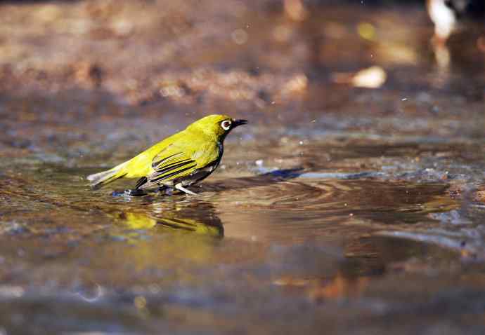 暗绿绣眼鸟（洗浴在冰水中）