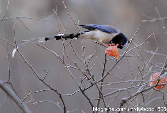 山光悦鸟性 wbr偶心竞翔飞 山光悦鸟性 wbr偶心竞翔飞