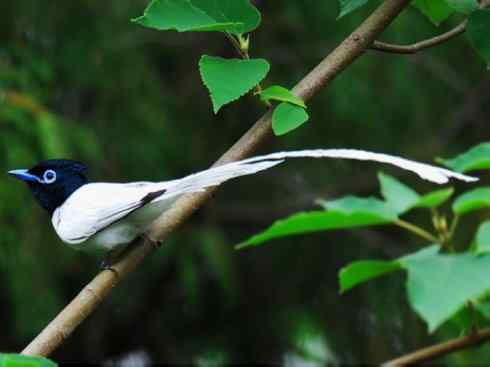 家禽驯化之源之二十九