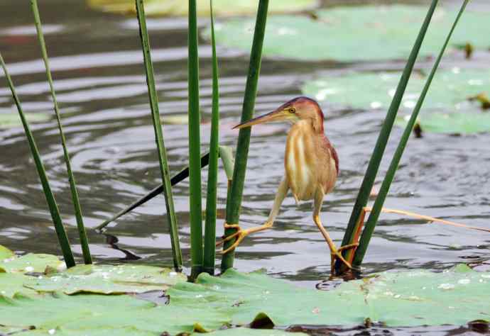 捕鱼的黄苇鳽（记实）1