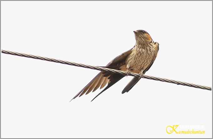 鈥溋菲胶饽锯澋慕鹧唷菊掌