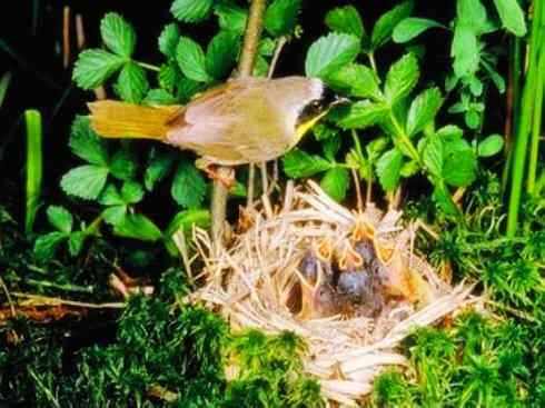 美丽无罪：雀鸟之地莺