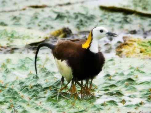 白头鸟系列：另类的美丽7（鸻鹬）