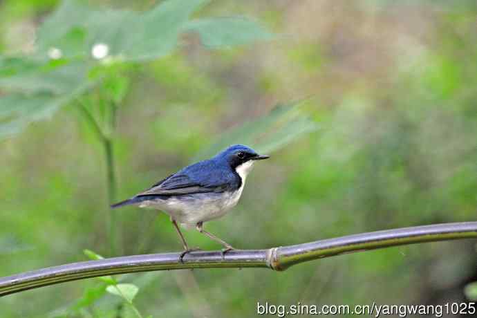 北京天坛公园的鸟类——雄性蓝歌鸲（17）