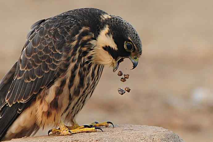 诠释燕隼“吐食丸”的全过程