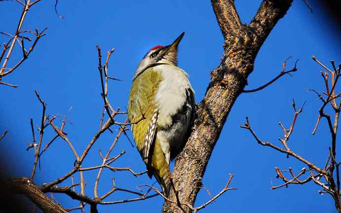 北京植物园赏鸟（十六），灰头绿啄木鸟（组图）