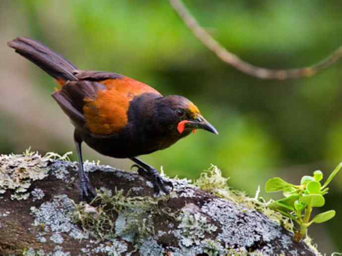 盘点十二大著名食蚁动物：短吻针鼹