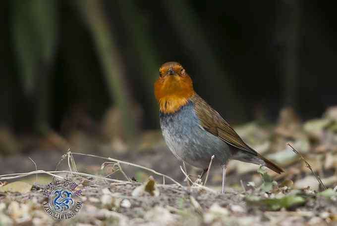 北京发现稀有鸟种——日本歌鸲（组图，13张图片）