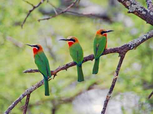 绝色攀禽：佛法僧目之蜂虎4