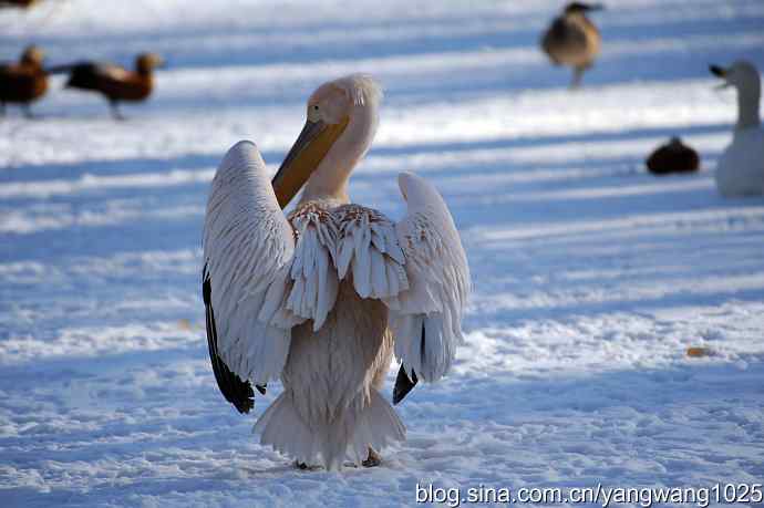 春雪之后（鹈鹕）