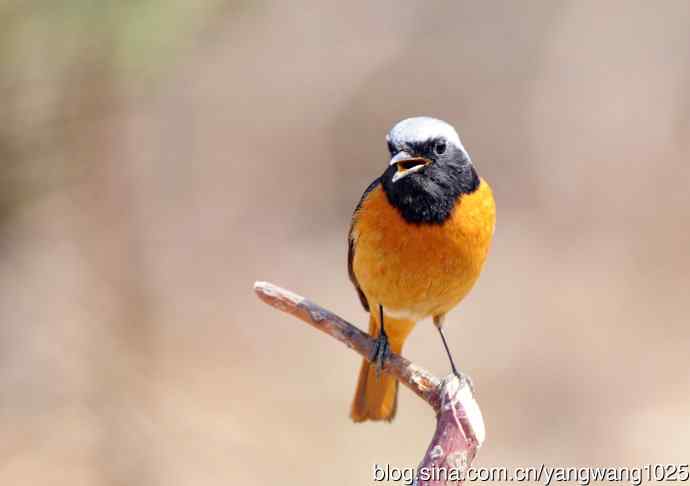 雄性北红尾鸲（11）