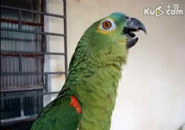 【视频】鹦鹉唱歌剧