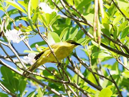 雀鸟也彪悍：鸟中恶霸（黑头矿鸟）