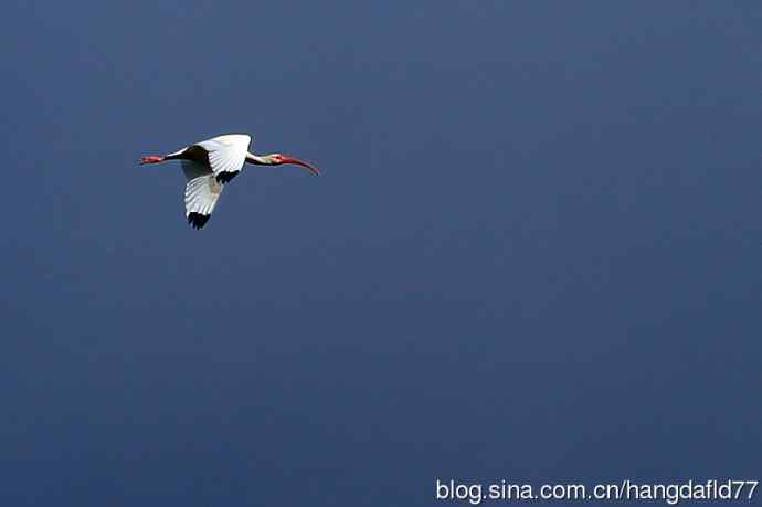 美洲白鹮(3) 美洲白鹮(3)