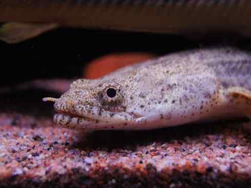 鱼类活化石:多鳍鱼 鱼类活化石:多鳍鱼